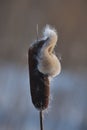 Closeup inflorescence wild growing Typha latifolia plant at the end of the winter season. This is a fluffy overblown female flower Royalty Free Stock Photo