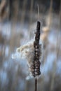 Closeup inflorescence wild growing Typha latifolia plant at the end of the winter season. This is a fluffy overblown female flower Royalty Free Stock Photo