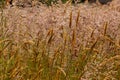 Closeup of meadow grass, a common cause of altergies