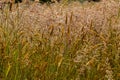 Closeup of weedy grass in a meadow