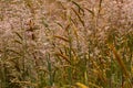 Closeup of weedy grass in a meadow