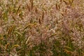 Closeup of grass flowers in a meadow