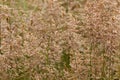 Grass closeup, a seasonal alergen