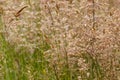 Closeup of grass flowers with copy space