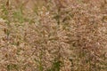 Beautiful closeup of velvet grass in a meadow