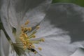 Closeup. Inside the apple tree flower. In the zone of sharpness stamens, pistils and pollen. Royalty Free Stock Photo