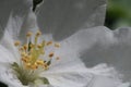 Closeup. Inside the apple tree flower. In the zone of sharpness stamens, pistils and pollen. Royalty Free Stock Photo