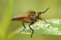 Closeup of a insect with big eyes