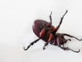 Closeup insect bug rhinoceros beetle on White background