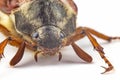 Closeup insect cockchafer on a white background. Insects and Zoology Royalty Free Stock Photo