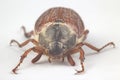 Closeup insect cockchafer on a white background. Insects and Zoology