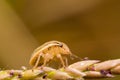 Closeup insect on the flowers grass