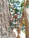 Insect bug lanthernfly pyrops cadelaria on tree