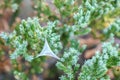 Closeup insect nest fiber on green plant background