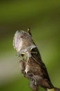 The closeup insects on the leaf. Royalty Free Stock Photo