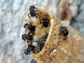 Closeup of insects in a natural outdoor environment, perched on a jagged rock