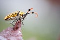 The closeup insects on the trees. Royalty Free Stock Photo