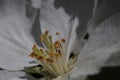Closeup. Inside the apple tree flower. In the zone of sharpness stamens, pistils and pollen. Royalty Free Stock Photo
