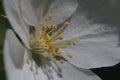 Closeup. Inside the apple tree flower. In the zone of sharpness stamens, pistils and pollen. Royalty Free Stock Photo