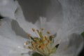 Closeup. Inside the apple tree flower. In the zone of sharpness stamens, pistils and pollen. Royalty Free Stock Photo
