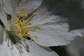 Closeup. Inside the apple tree flower. In the zone of sharpness stamens, pistils and pollen. Royalty Free Stock Photo