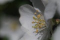 Closeup. Inside the apple tree flower. In the zone of sharpness stamens, pistils and pollen. Royalty Free Stock Photo