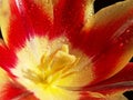 Closeup of the inside of an open red tulip in the rain drops Royalty Free Stock Photo