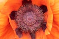 Closeup of the inside of the oriental poppy flower. Royalty Free Stock Photo