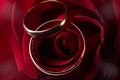 Closeup of inside tender pink rose petals with wedding gold ring Royalty Free Stock Photo