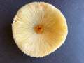 Closeup of the interior of a garden mushrooms, unfit for consumption, isolated on a gray background.