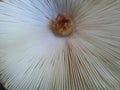 Closeup of the interior of a garden mushrooms, unfit for consumption, isolated on a gray background.