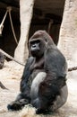Closeup of the intimidating stare of a large, black, silver back gorilla as he looks directly into the camera Royalty Free Stock Photo