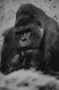 Closeup of the intimidating stare of a large, black, silver back gorilla as he looks directly into the camera Royalty Free Stock Photo