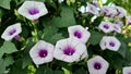 closeup ipomoea batatas, purple and white sweet potato flowers against a green leaf background, sweet potato leaves bloom together Royalty Free Stock Photo