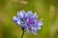 Closeup of the iridescent metallic green colored false oil or thick-legged flower beetle, Oedemera nobilis, on a Cornflower Royalty Free Stock Photo