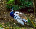 Closeup of a iridescent peacock in the colors blue, white, brown and green, Color and pigment variations, popular decorative bird