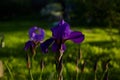 Closeup of an iris blossom in an iris garden under sunlight with a blurry background Royalty Free Stock Photo