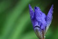 Closeup of an iris flower opening up