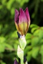 Closeup of Iris flowering perennial plant with closed flower buds and single open blooming dark violet flower on top of long stem Royalty Free Stock Photo