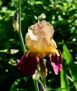 Closeup of an Iris Germanica 'Blatant' in a green garden