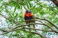Closeup of iris lorikeets (Saudareos iris) on a branch Royalty Free Stock Photo