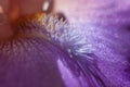 Closeup of iris`s beard Royalty Free Stock Photo