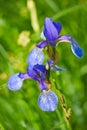 Closeup of iris sibirica Royalty Free Stock Photo