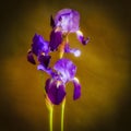 Closeup of irises under the sunlight against a dark blurry background - cool for wallpapers Royalty Free Stock Photo