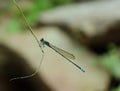 Closeup of Ischnura heterosticta, common bluetail damselfly. Royalty Free Stock Photo