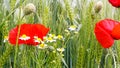 Closeup of isolated agriculture wheat field, green ears, red blooming poppy and white yellow chamomile wild flowers in spring, Royalty Free Stock Photo