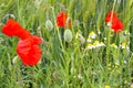 Closeup of isolated agriculture wheat field, green ears, red blooming poppy and white yellow chamomile wild flowers in spring, Royalty Free Stock Photo
