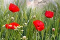 Closeup of isolated agriculture wheat field, green ears, red blooming poppy and white yellow chamomile wild flowers in spring, Royalty Free Stock Photo