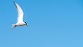 Closeup of an isolated arctic tern, Sterna paradisaea flying against a blue sky Royalty Free Stock Photo