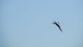 Closeup of an isolated arctic tern, Sterna paradisaea flying against a blue sky Royalty Free Stock Photo